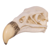 Replica California Condor Skull