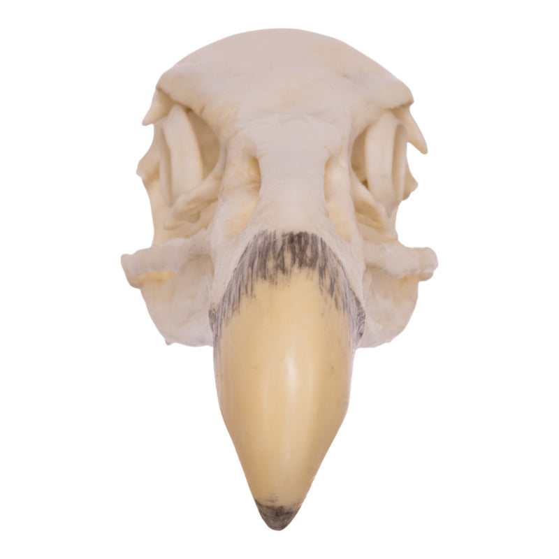 Replica California Condor Skull