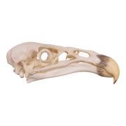 Replica California Condor Skull