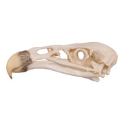 Replica California Condor Skull
