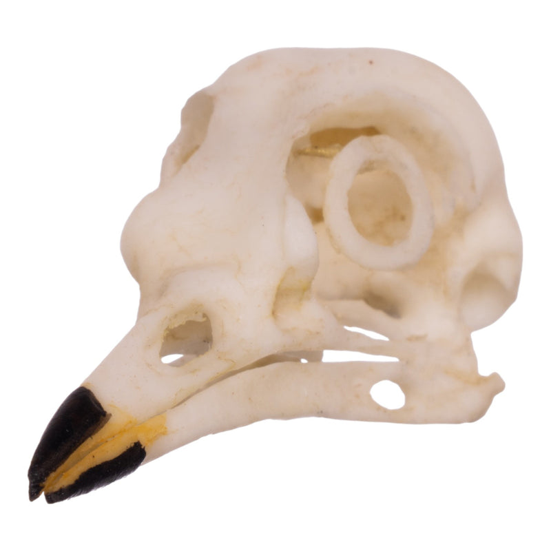 Replica American Robin Skull
