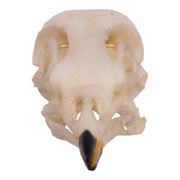 Replica American Robin Skull