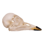 Replica American Robin Skull