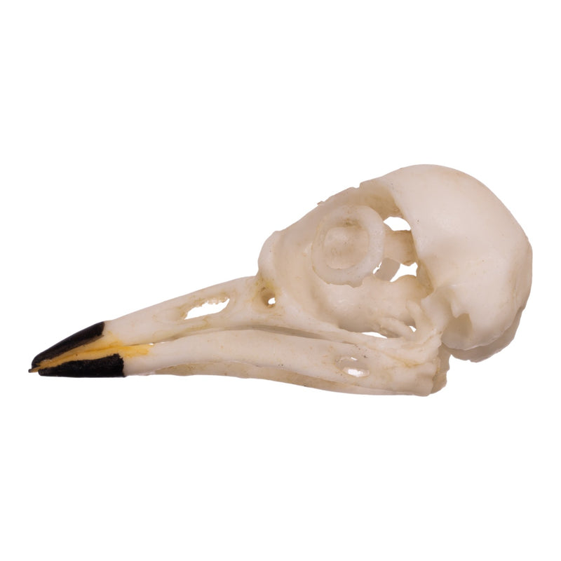 Replica American Robin Skull