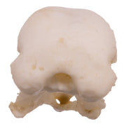 Replica American Robin Skull