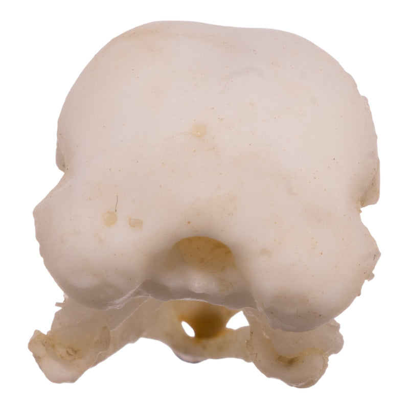 Replica American Robin Skull