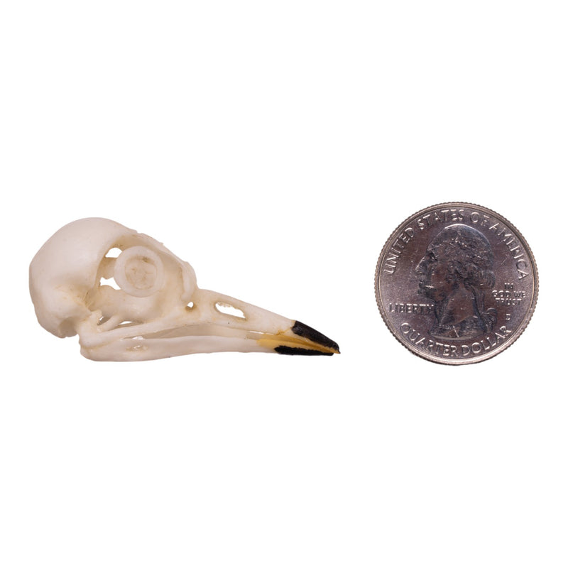 Replica American Robin Skull