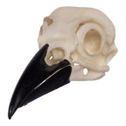 Replica American Crow Skull