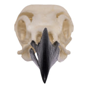 Replica American Crow Skull