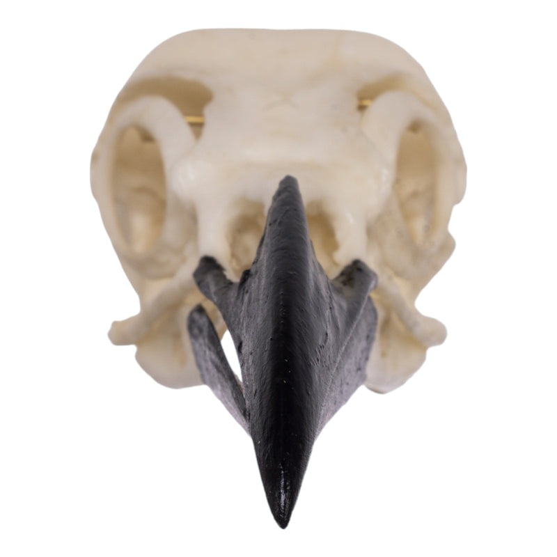 Replica American Crow Skull