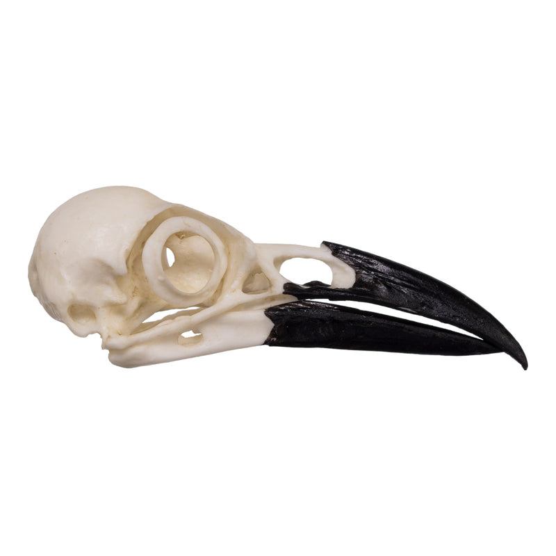 Replica American Crow Skull
