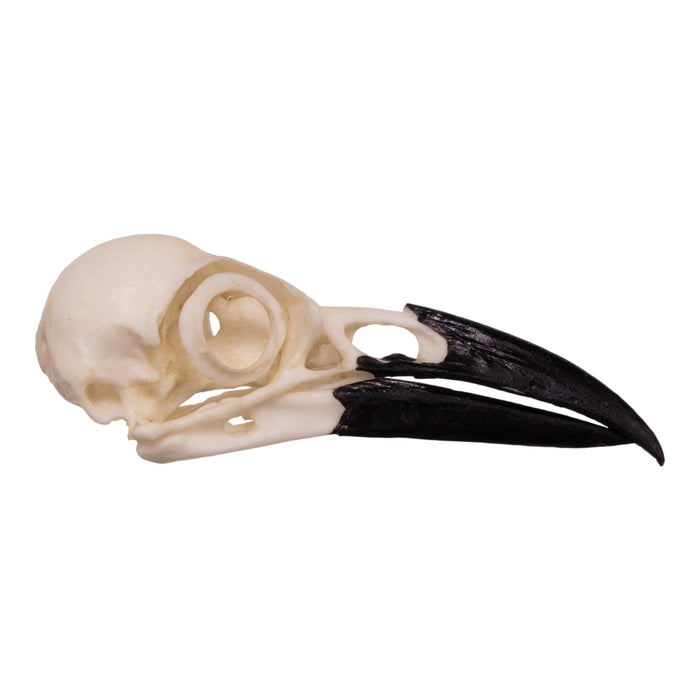 Replica American Crow Skull