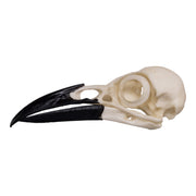 Replica American Crow Skull