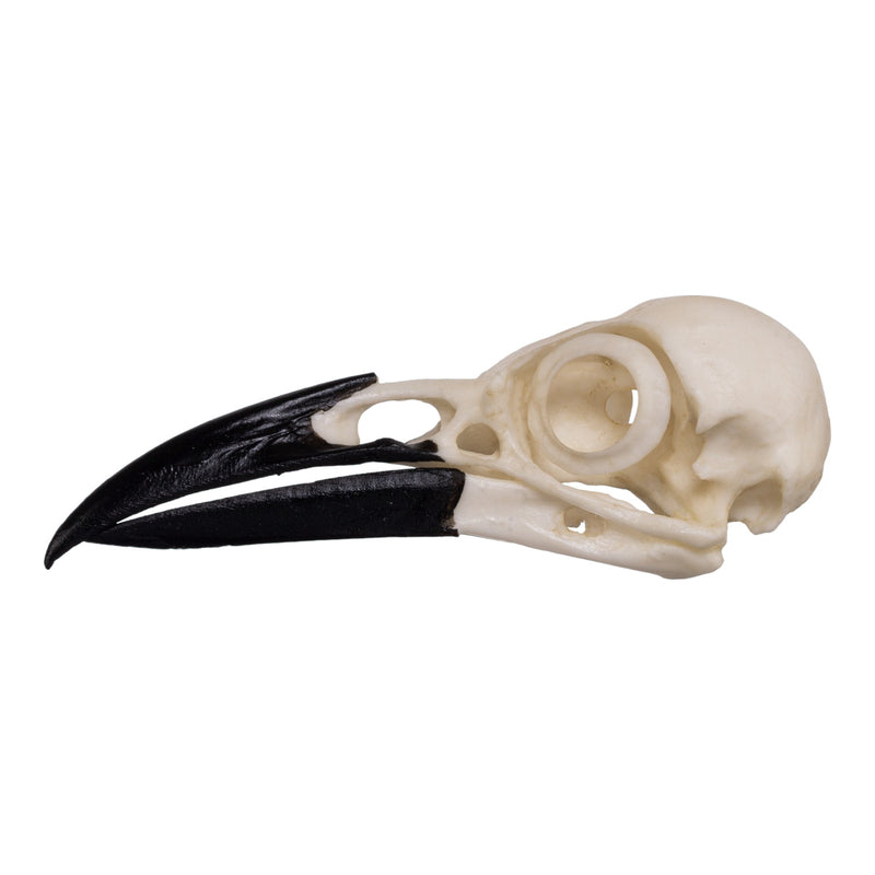 Replica American Crow Skull