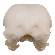 Replica American Crow Skull