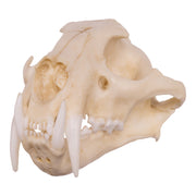 Replica Clouded Leopard Skull