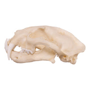 Replica Clouded Leopard Skull