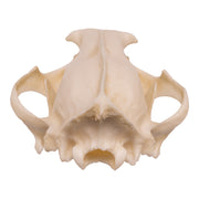 Replica Clouded Leopard Skull