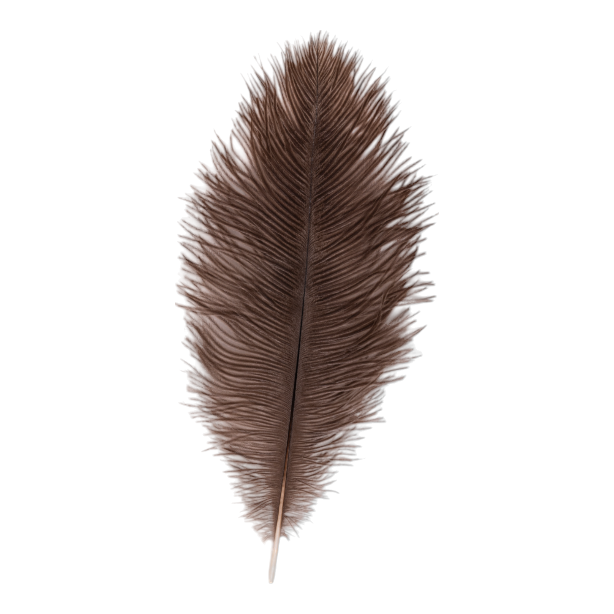 Real Ostrich Feather - Single