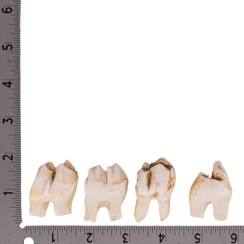 Real Southern Giraffe Tooth - Single