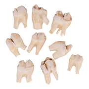 Real Southern Giraffe Tooth - Single