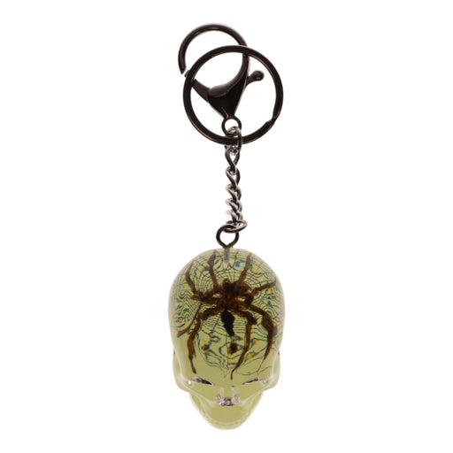 Real Spider in Acrylic Skull Keychain For Sale — Skulls Unlimited