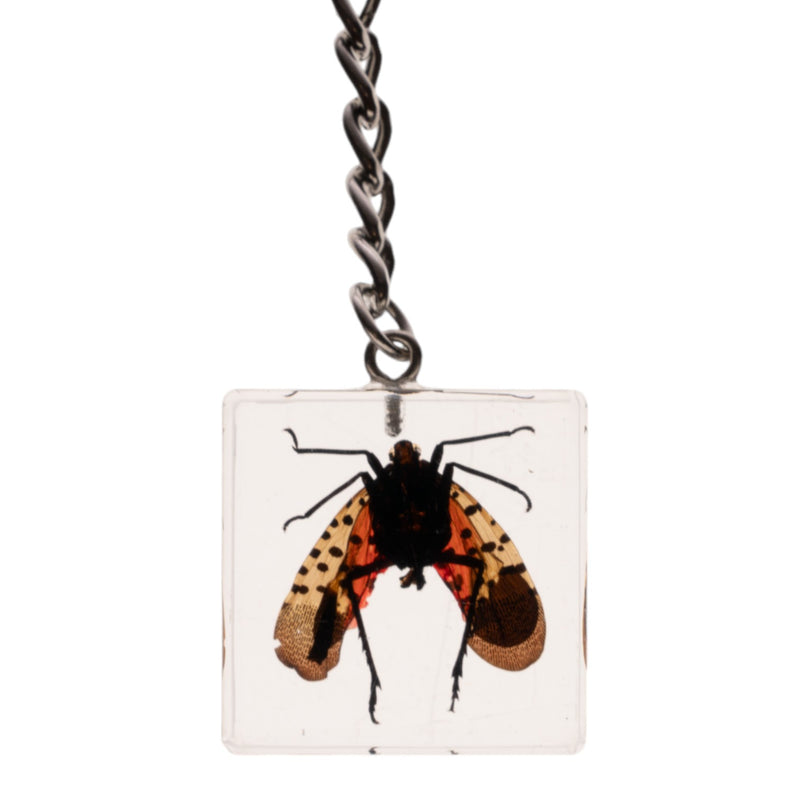 Real Lanternfly in Acrylic Cube Keychain