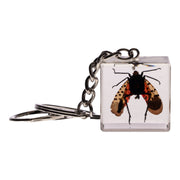 Real Lanternfly in Acrylic Cube Keychain