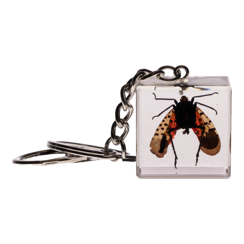 Real Lanternfly in Acrylic Cube Keychain