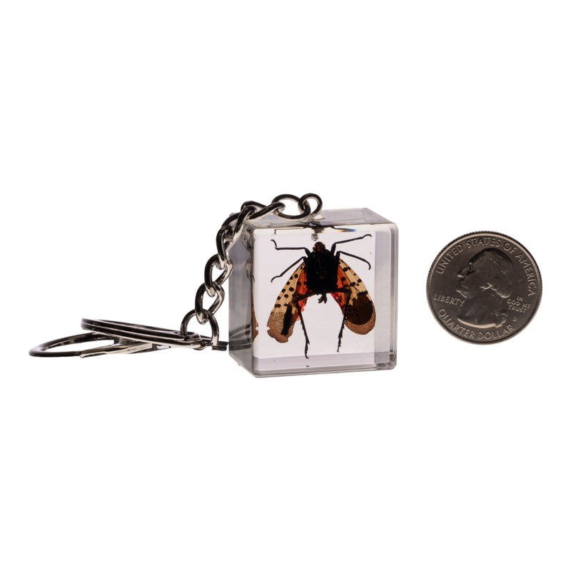 Real Lanternfly in Acrylic Cube Keychain