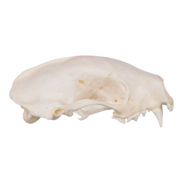 Real Striped Skunk Skeleton - Disarticulated