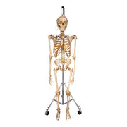Real Human Skeleton - Articulated