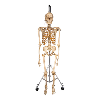 Real Human Skeleton - Articulated