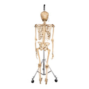 Real Human Skeleton - Articulated