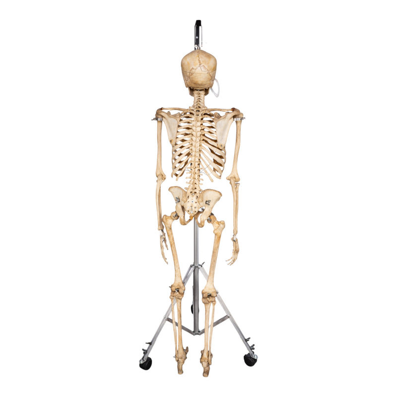 Real Human Skeleton - Articulated