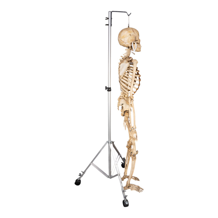 Real Human Skeleton - Articulated