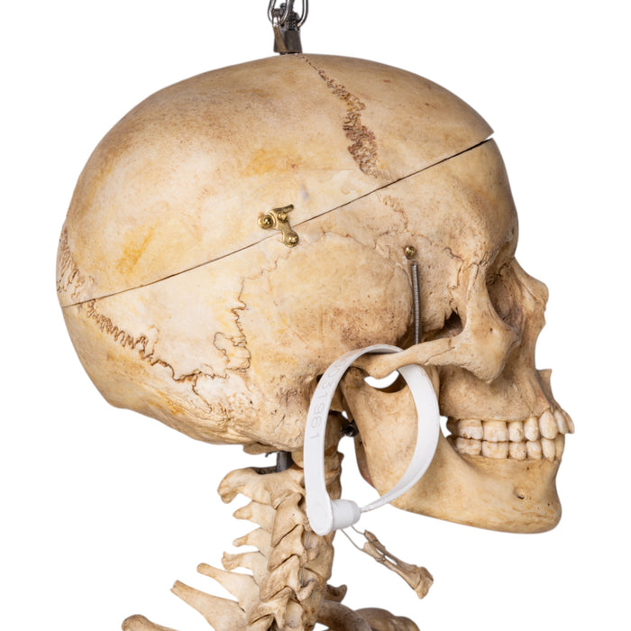 Real Human Skeleton - Articulated