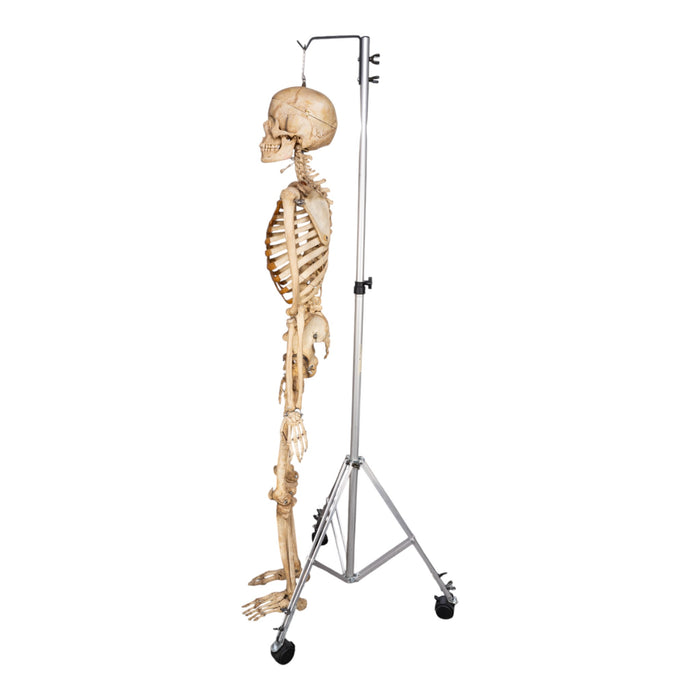 Real Human Skeleton - Articulated