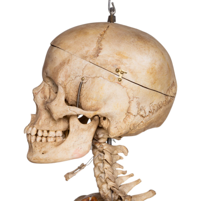 Real Human Skeleton - Articulated