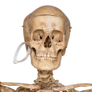 Real Human Skeleton - Articulated