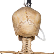 Real Human Skeleton - Articulated