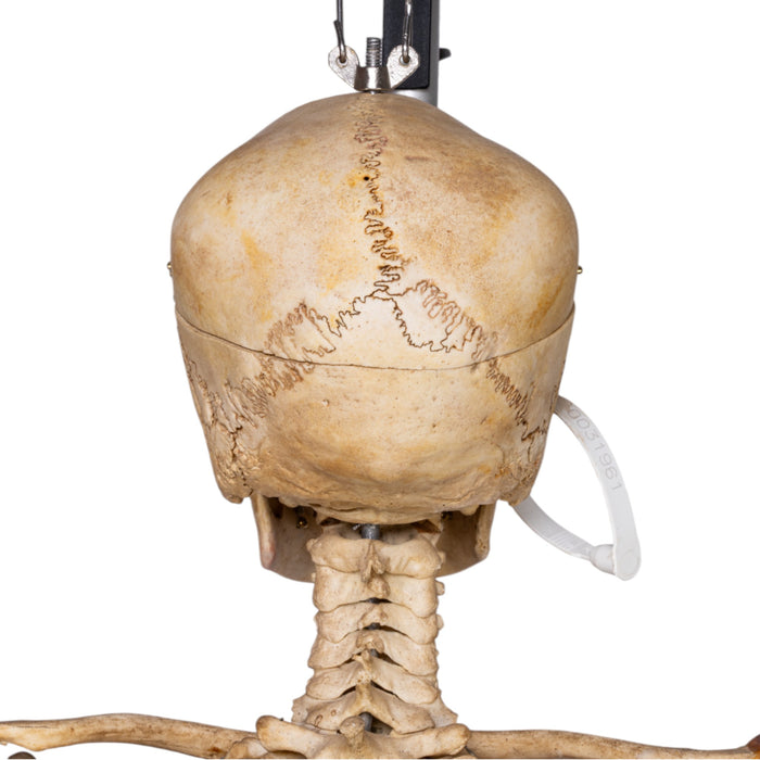 Real Human Skeleton - Articulated