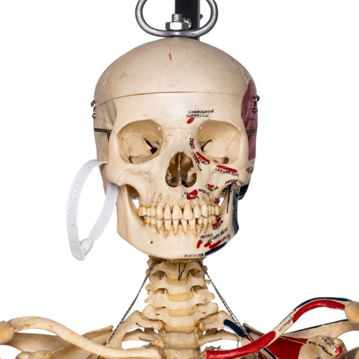 Real Human Skeleton - Articulated