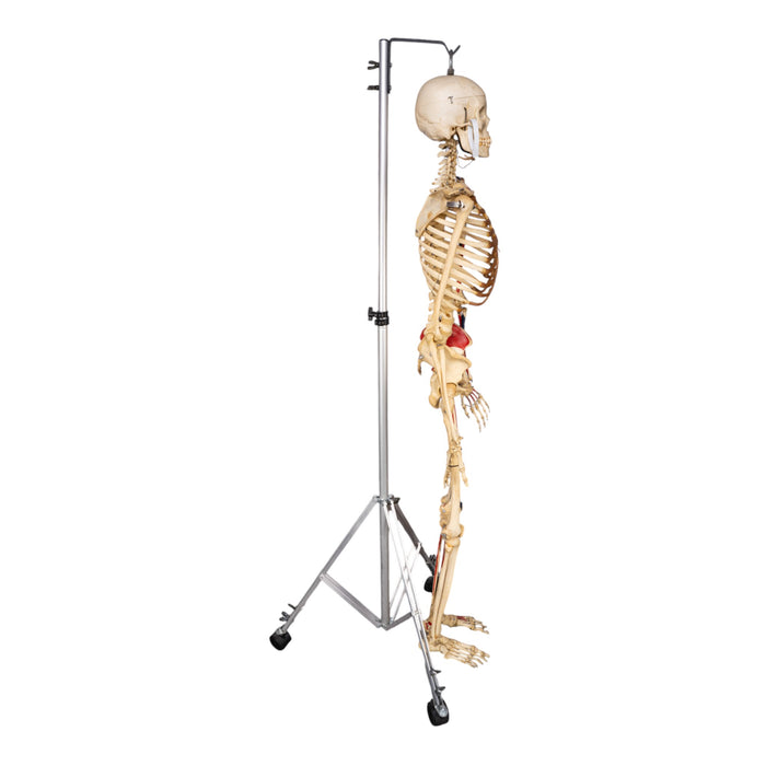 Real Human Skeleton - Articulated