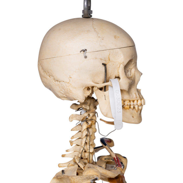 Real Human Skeleton - Articulated