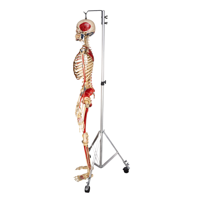 Real Human Skeleton - Articulated