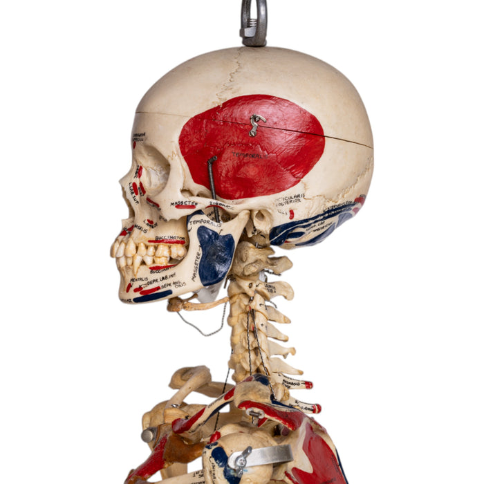 Real Human Skeleton - Articulated