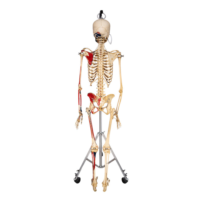 Real Human Skeleton - Articulated