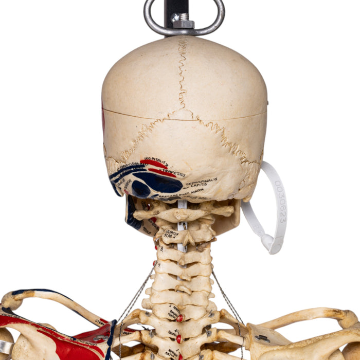 Real Human Skeleton - Articulated