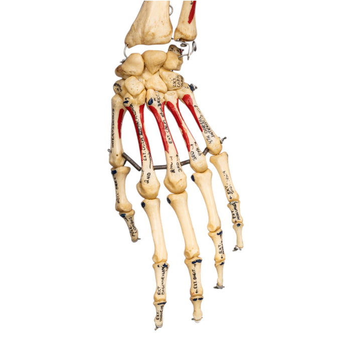 Real Human Skeleton - Articulated